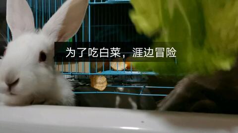 上位by萝卜兔子简介 吃瓜是什么意思 明星黑料被澄清后能洗白吗,吃瓜含义与明星黑料澄清洗白真相