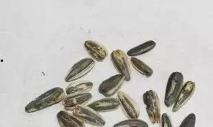 热门大瓜子,零食界的明星产品