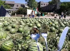 朝阳吃瓜群众网,揭秘娱乐圈幕后故事，带你领略不一样的娱乐圈